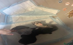 Mixed Breed cats for sale: 1 male still available  in Witney - Image 11