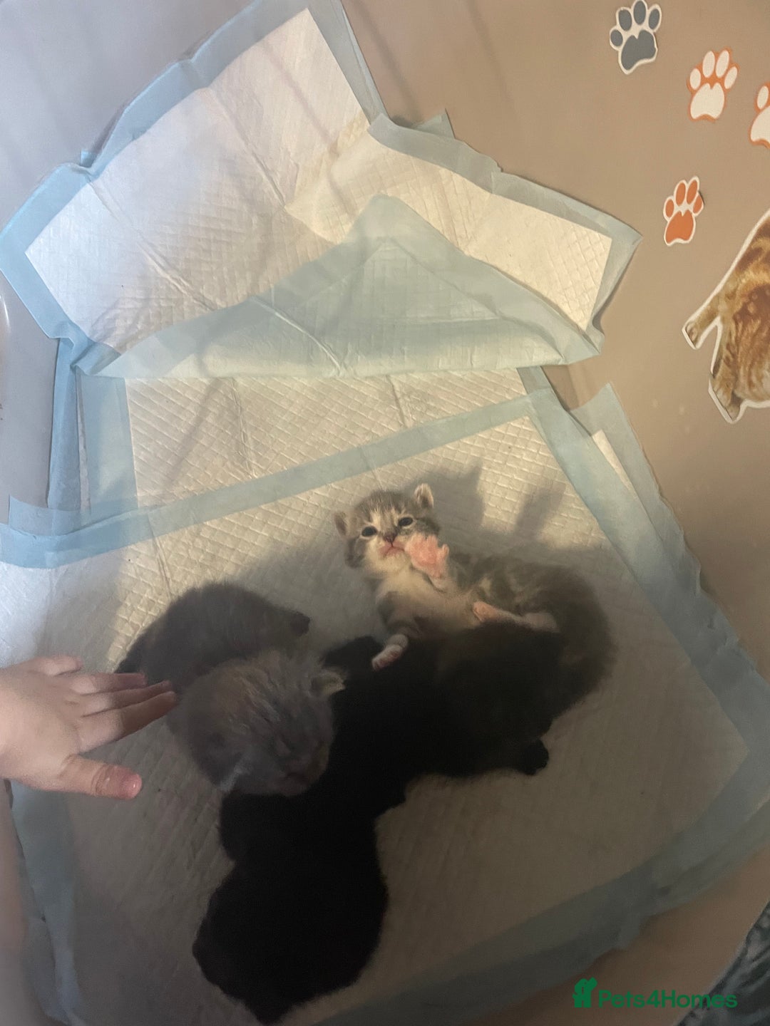 Mixed Breed cats for sale: 1 male still available  in Witney - Image 11