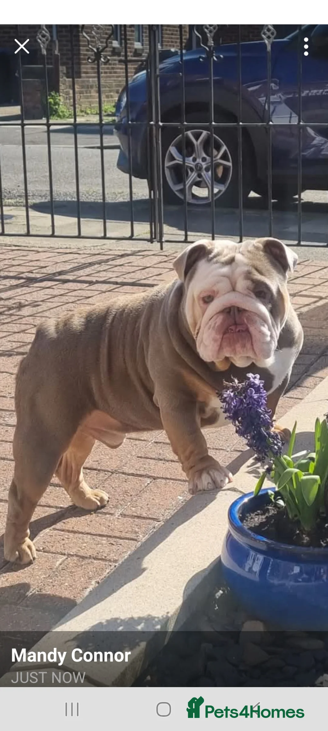 English Bulldog dogs for stud: Hudson in Middlesbrough - Advert 2