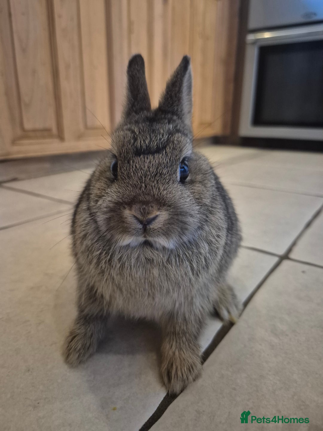 Netherland Dwarf rabbits for sale: Gorgeous boy available 💙  - Advert 4