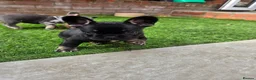French Bulldog dogs for sale: French bulldog pups lovely colours  - Advert 10
