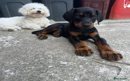 Dobermann dogs for stud: Doberman  - Image 2