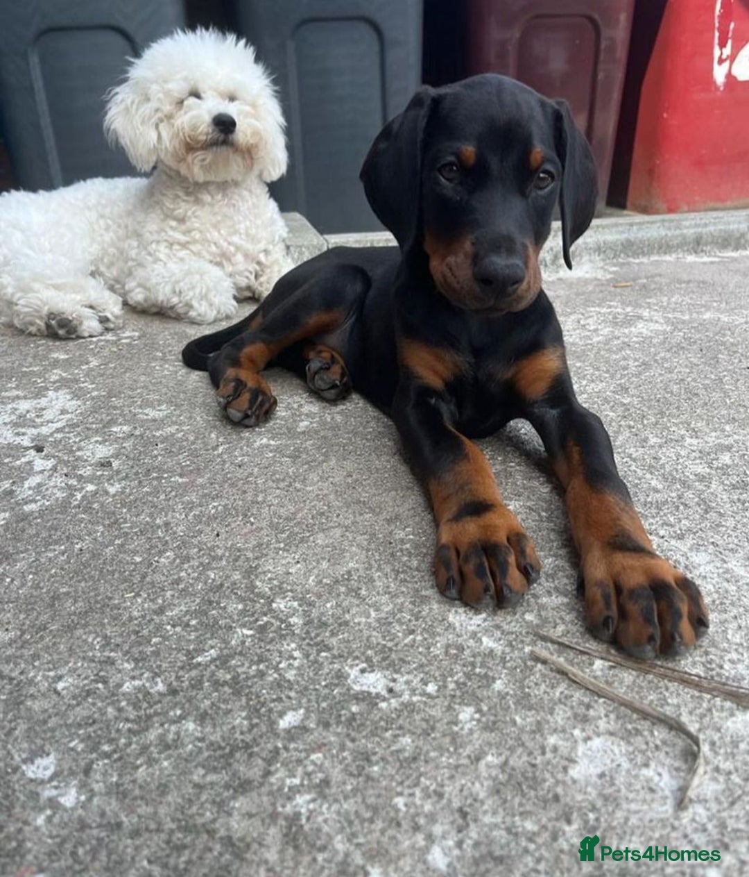 Dobermann dogs for stud: Doberman  - Image 2