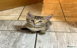 Domestic Shorthair cats for sale: Two Girl Kittens For Sale £100 o.n.o The Pair  - Image 4