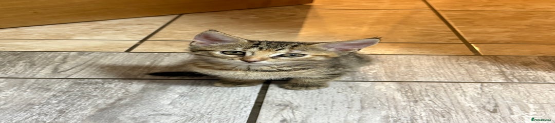 Domestic Shorthair Kitten 1