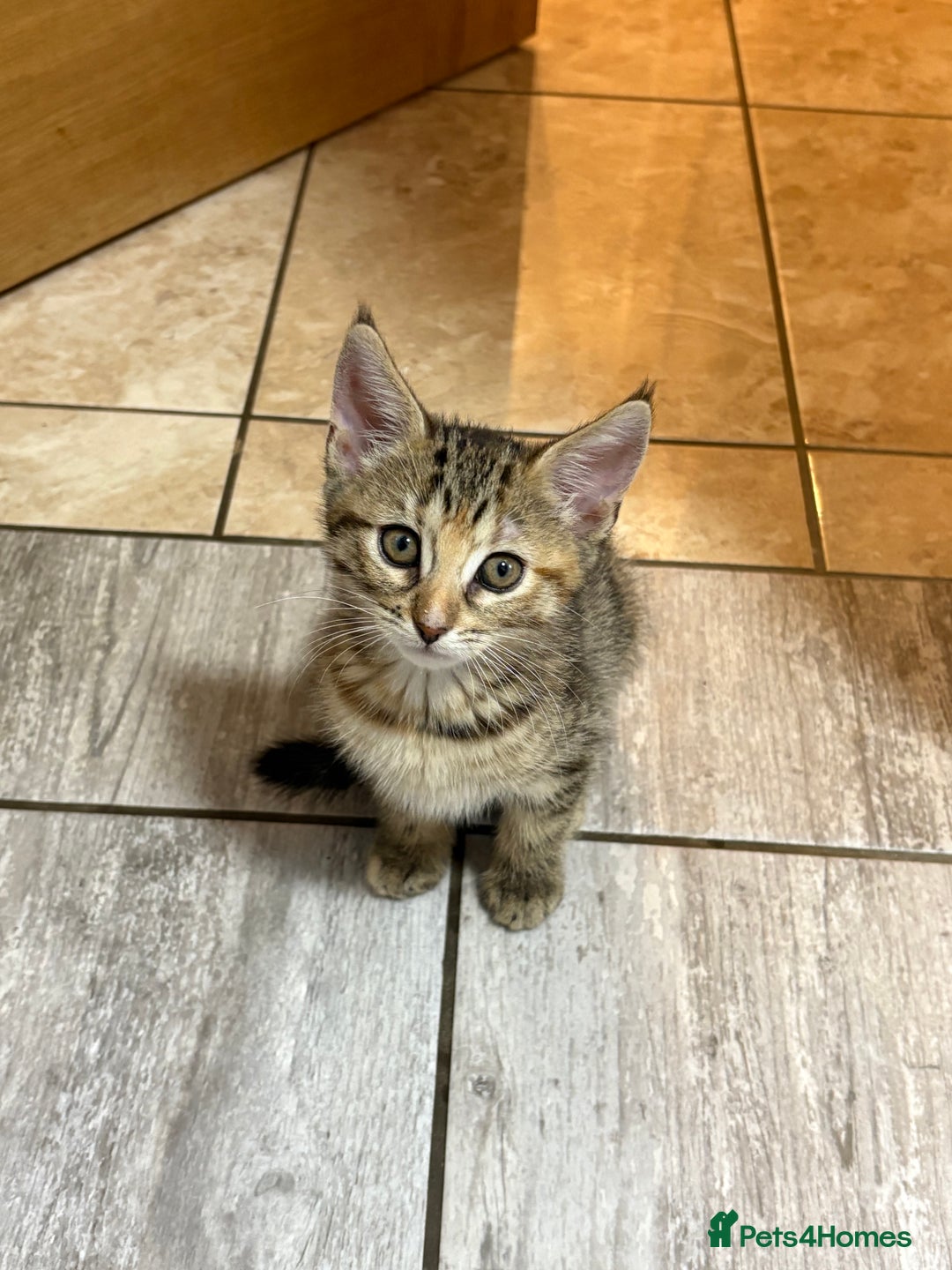 Domestic Shorthair cats for sale: Two Girl Kittens For Sale £100 o.n.o The Pair  - Image 4