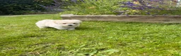 Maltipoo dogs for sale: Now ready for new homes.  - Advert 12