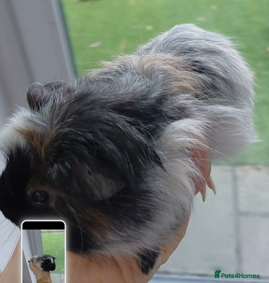 Guinea Pig rodents for sale: 3 male baby piggies for sale - Advert 5