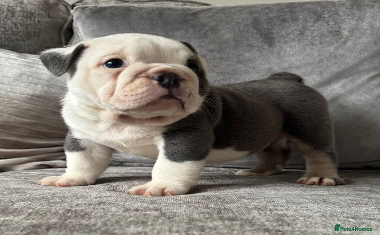 English Bulldog dogs - Advert 2