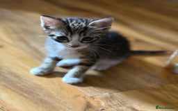 British Shorthair cats for sale: Kittens for sale  - Image 2
