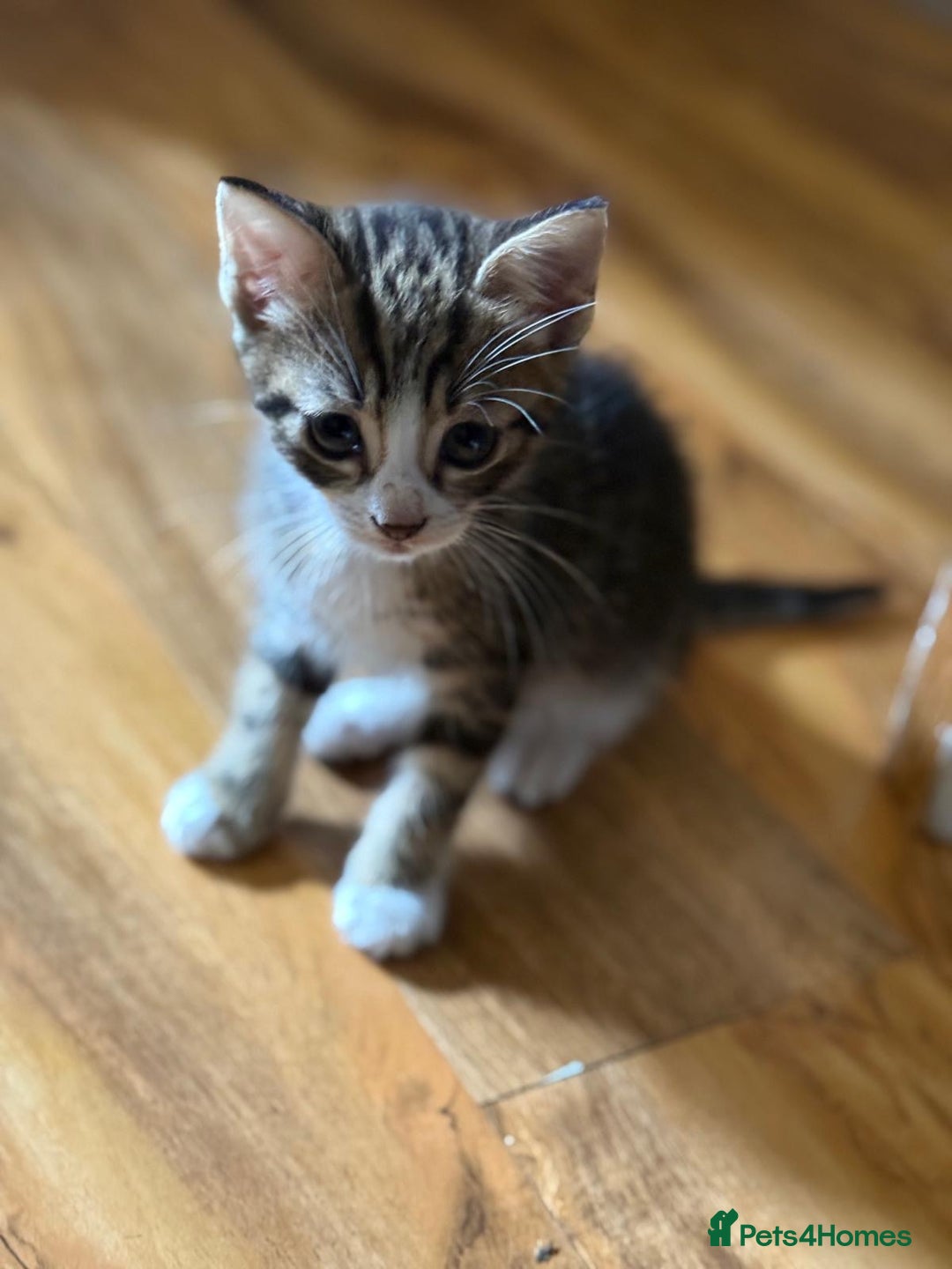 British Shorthair cats for sale: Kittens for sale  - Image 2