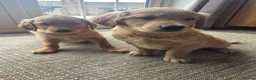 Golden Retriever dogs for sale: 🧡 Dark red working golden retriever pups 🧡 - Advert 13