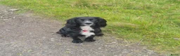 Cocker Spaniel dogs for sale: Cocker spaniel puppies - Advert 7