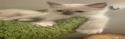 Ragdoll cats for sale: Pure Ragdoll Boys Available now  - Advert 12