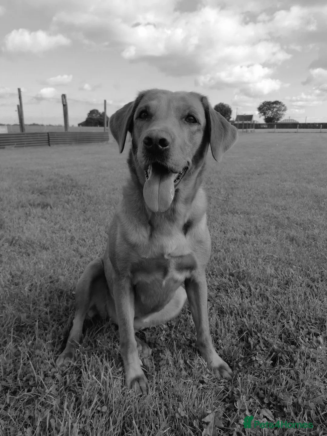 Labrador Retriever dogs for sale: Labrador Mix RedFoxLabrador-X-SibeH - Advert 2