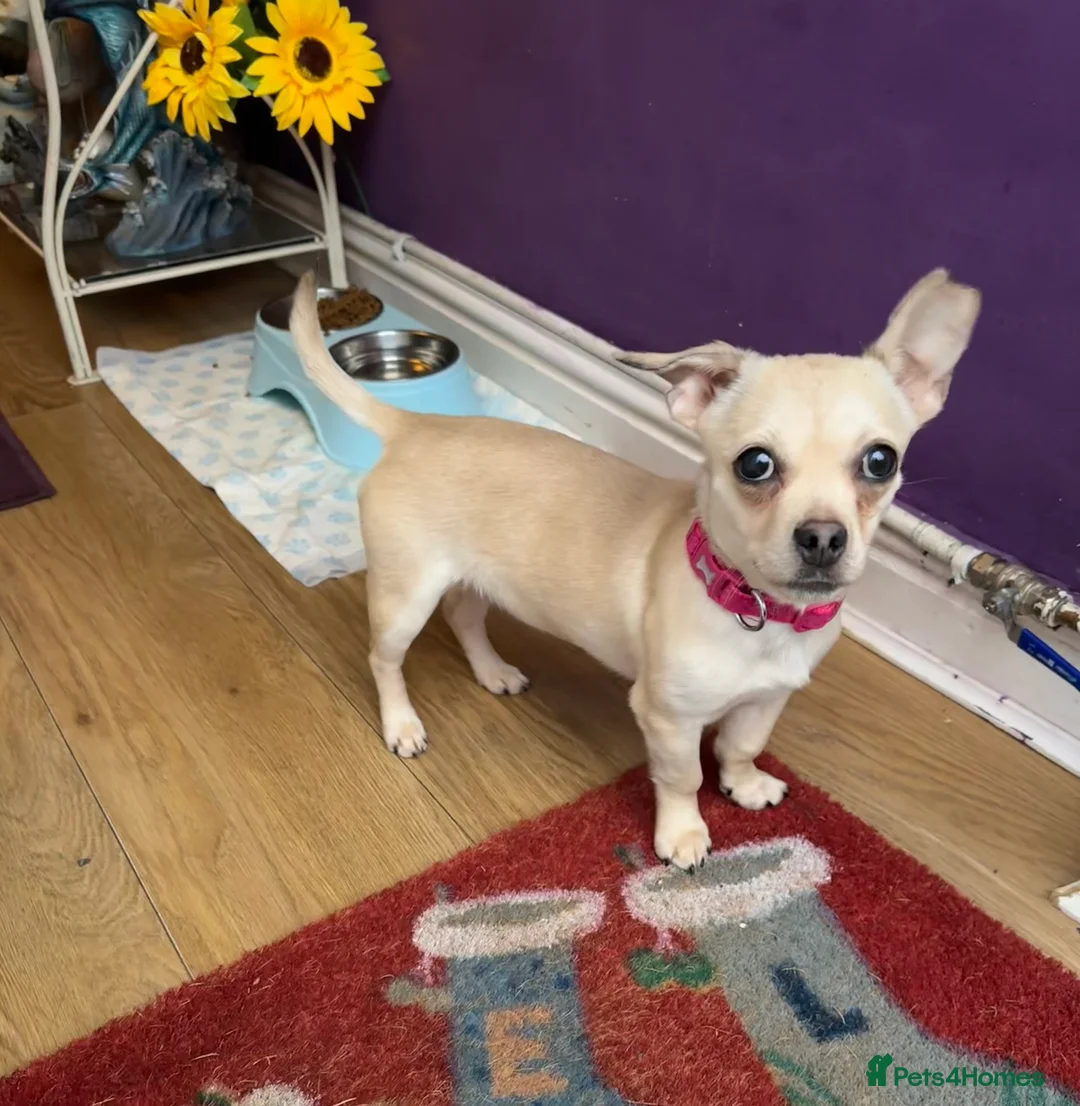 Jack Chi dogs for sale: Jack Russell x Chihuahua  - Advert 2