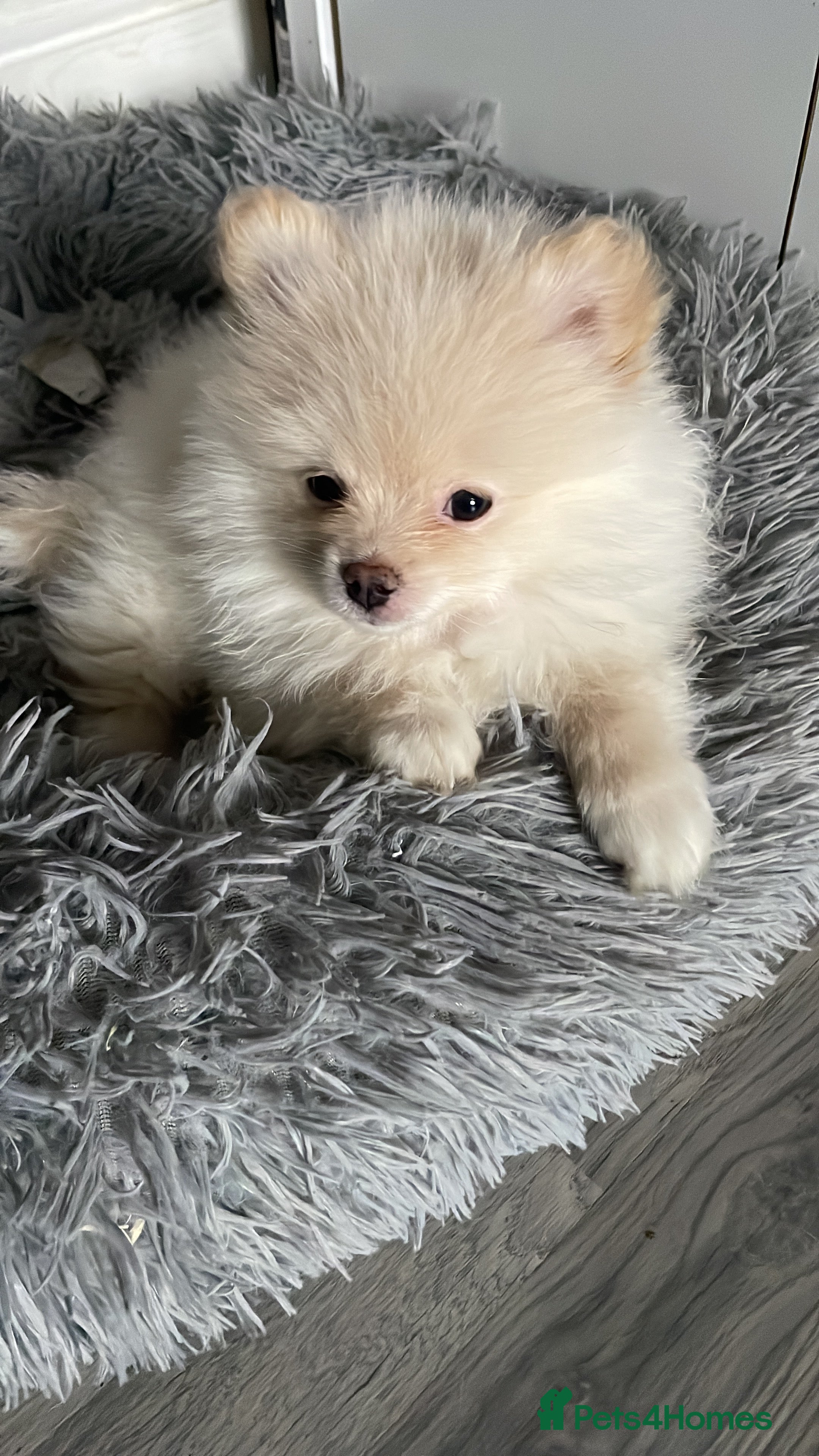 Pomeranian dogs  3 Beautiful Pomeranian pups - Advert 13