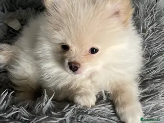 Pomeranian dogs 3 Beautiful Pomeranian pups - Advert 14