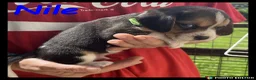 Beaglier dogs for sale: Beautiful Beaglier Bundles 🌸 - Advert 20