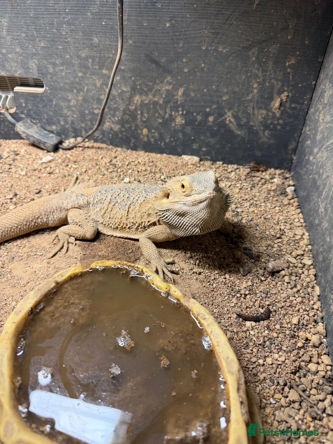 Bearded Dragon reptiles for sale: Bearded dragon + set up - Advert 1