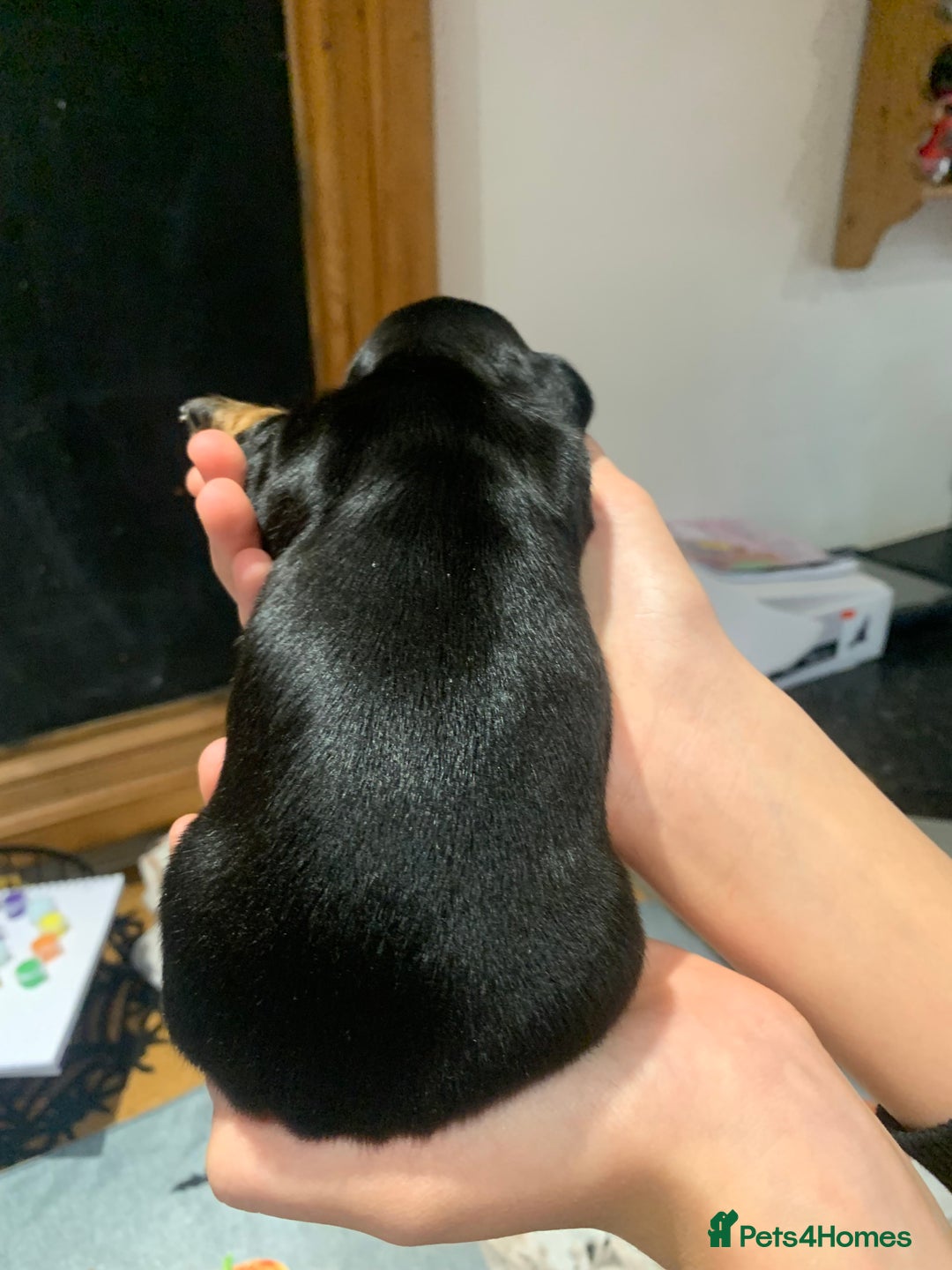 Dachshund dogs for sale: Miniature dachshund pups  - Image 2