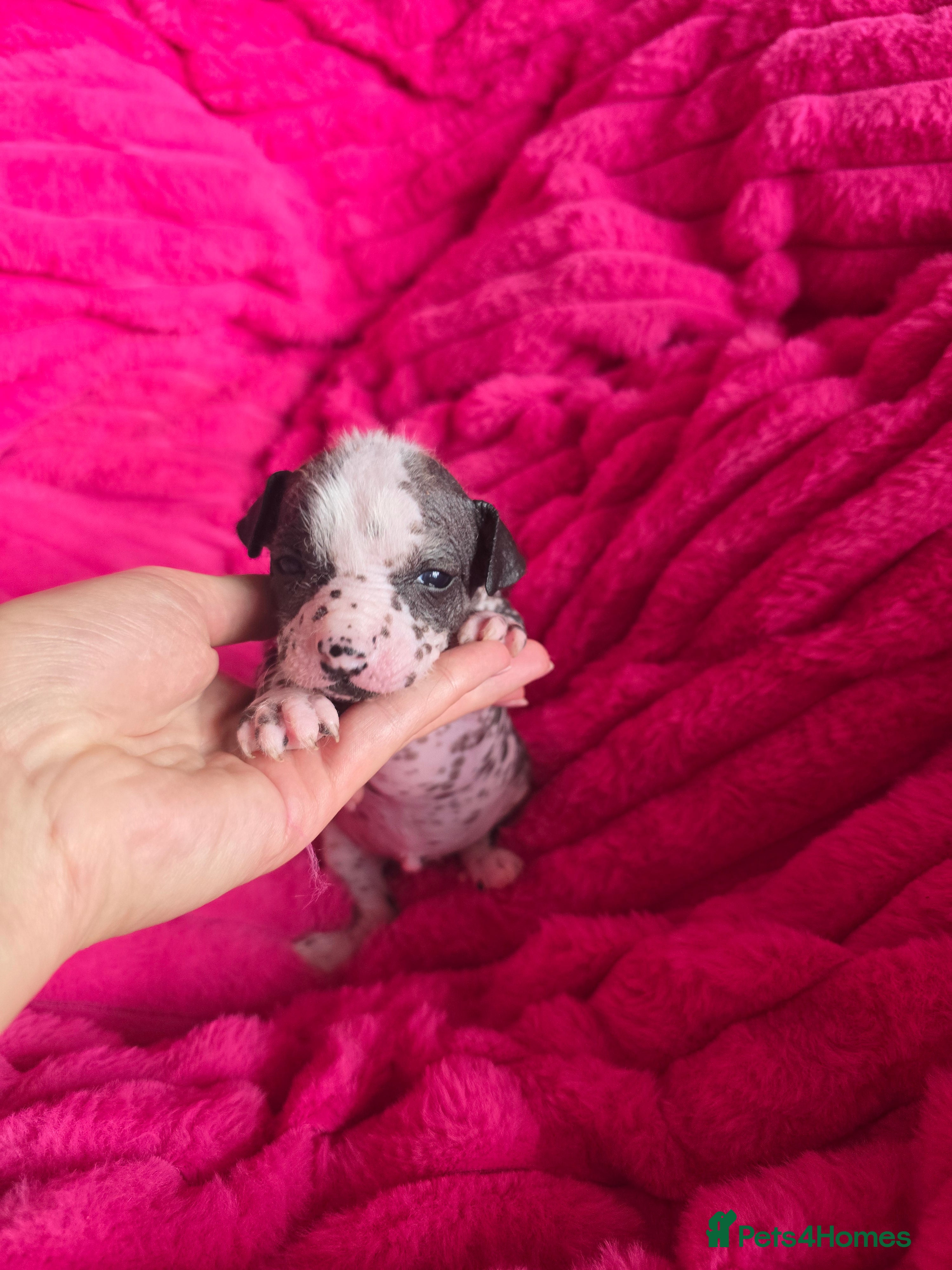 Chinese Crested dogs ✨🐾 EXQUISITE & RARE CHINESE CRESTED PUPPIES 🐾✨ - Advert 2