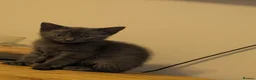 Mixed Breed cats for sale: 3 beautiful kittens remaining  - Advert 5