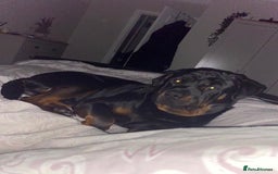 Rottweiler dogs for sale: Tank, 4yrs old full breed beautiful loyal dog!  - Image 10