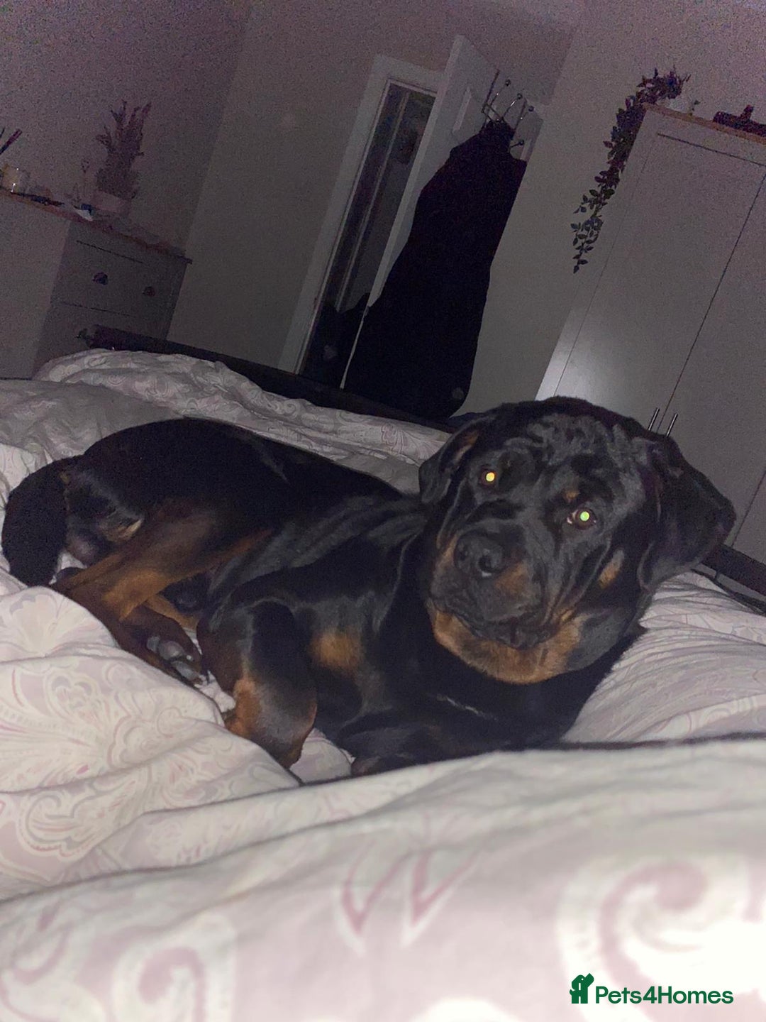 Rottweiler dogs for sale: Tank, 4yrs old full breed beautiful loyal dog!  - Image 10