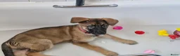 German Shepherd dogs for sale: 3month and 19 days girl puppy german shepherd - Advert 4