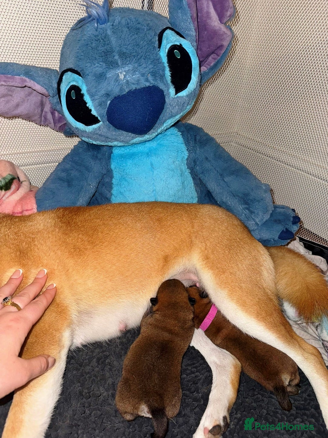 Japanese Shiba Inu dogs for sale: 🏆 CHAMPION 🏆 JAPANESE SHIBA INU チャンピオン 🇯🇵  - Advert 10