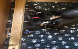 Chihuahua dogs for sale: Adorable black and tan chihuahua puppies  - Image 20