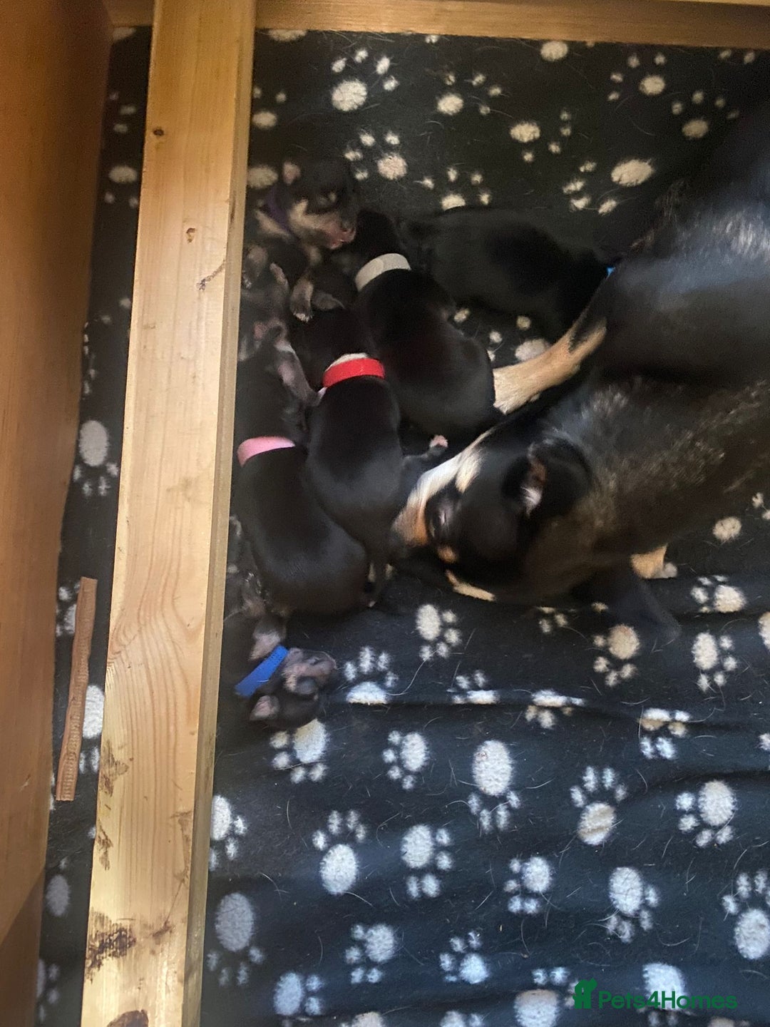 Chihuahua dogs for sale: Adorable black and tan chihuahua puppies  - Image 20