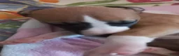 Whippet dogs for sale: 4 beautiful KC whippet puppies! - Advert 2