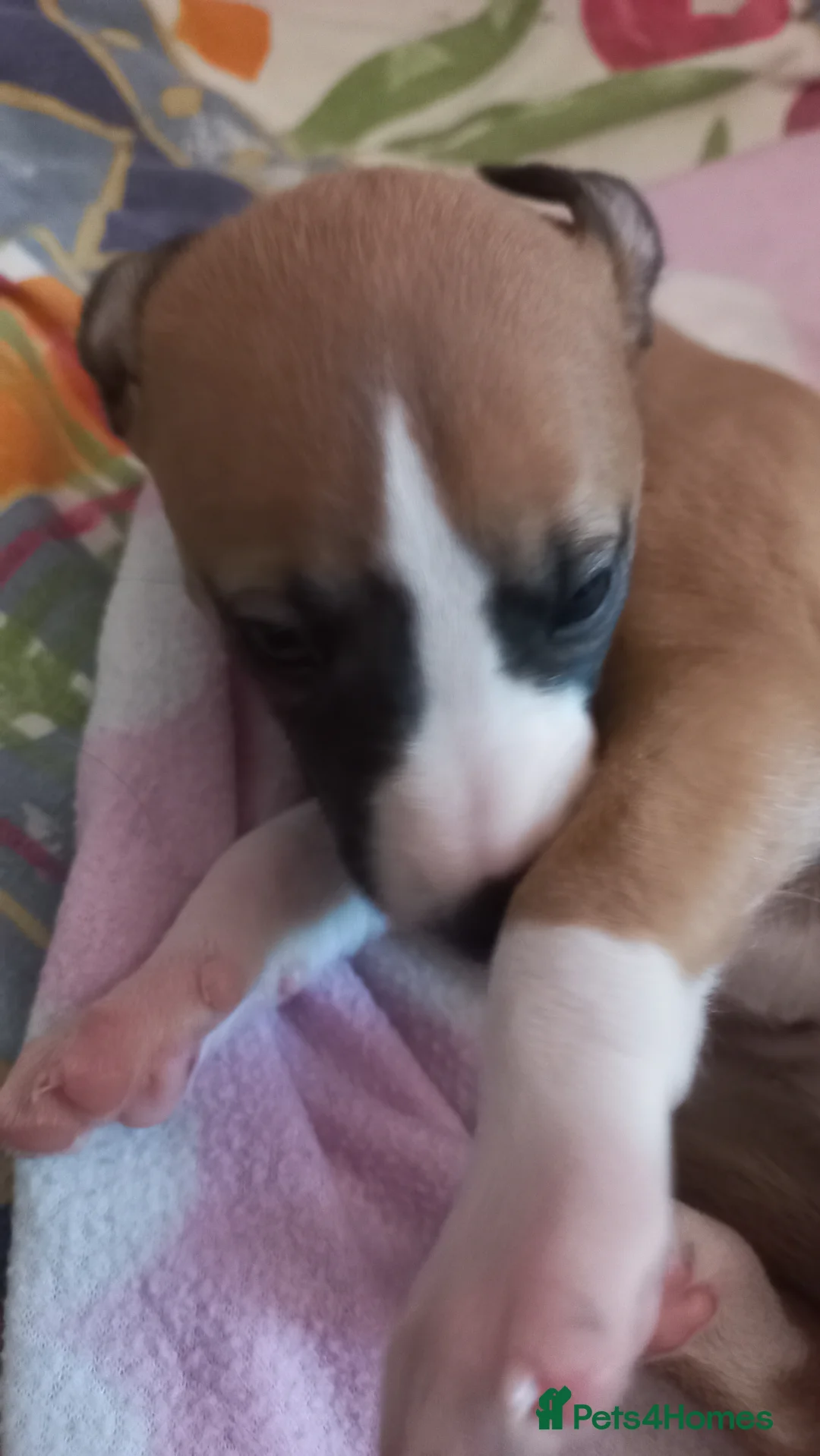 Whippet dogs for sale: 4 beautiful KC whippet puppies! - Advert 2