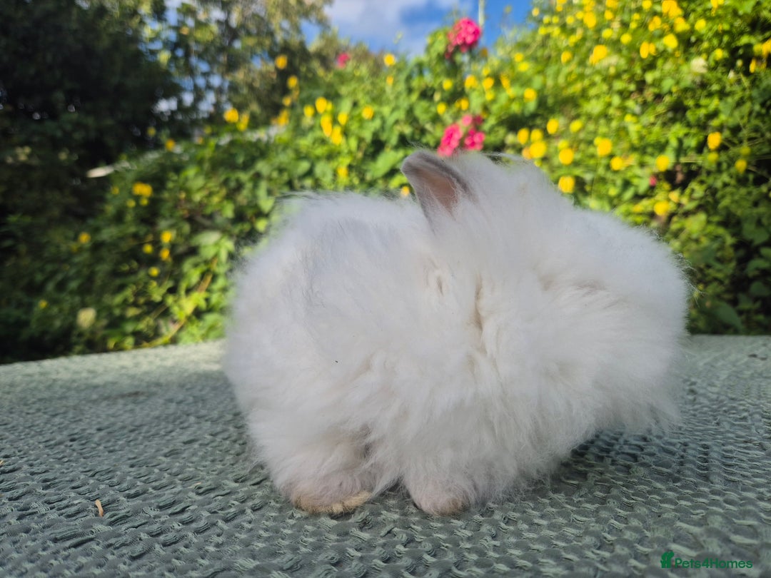 Angora rabbits for sale: 💗💙READY NOW🤩available- 9 weeks old🩵 🥰  in Tadworth - Image 7