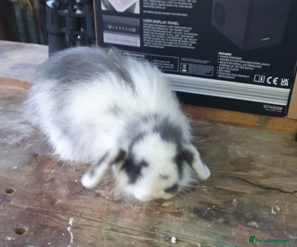 Mini Lop rabbits Beautiful Rabbits looking for a new home. - Advert 13
