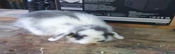 Mini Lop rabbits for sale: Beautiful Rabbits looking for a new home. - Advert 1