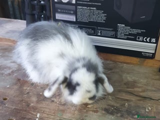 Mini Lop rabbits Beautiful Rabbits looking for a new home. - Advert 15