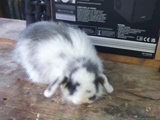 Mini Lop rabbits Beautiful Rabbits looking for a new home. - Advert 4