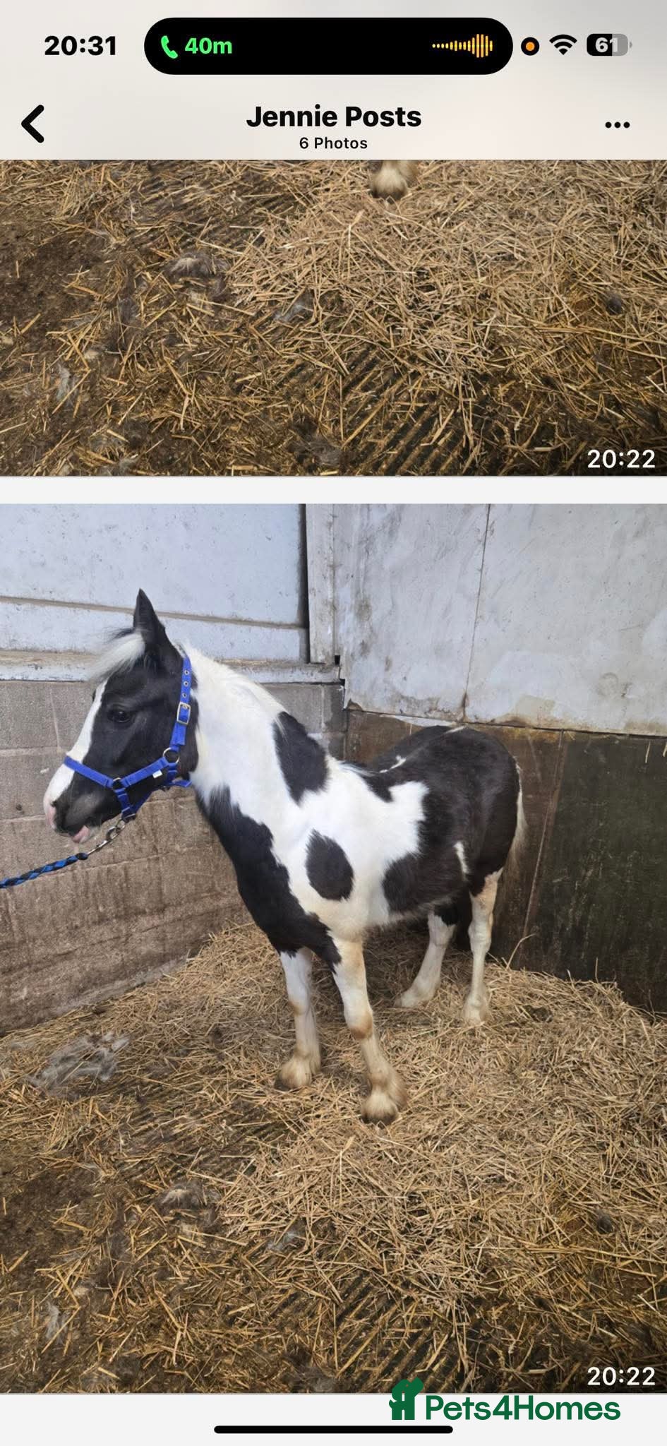 Irish Cob horses Stowaway stable name Rufus - Advert 2
