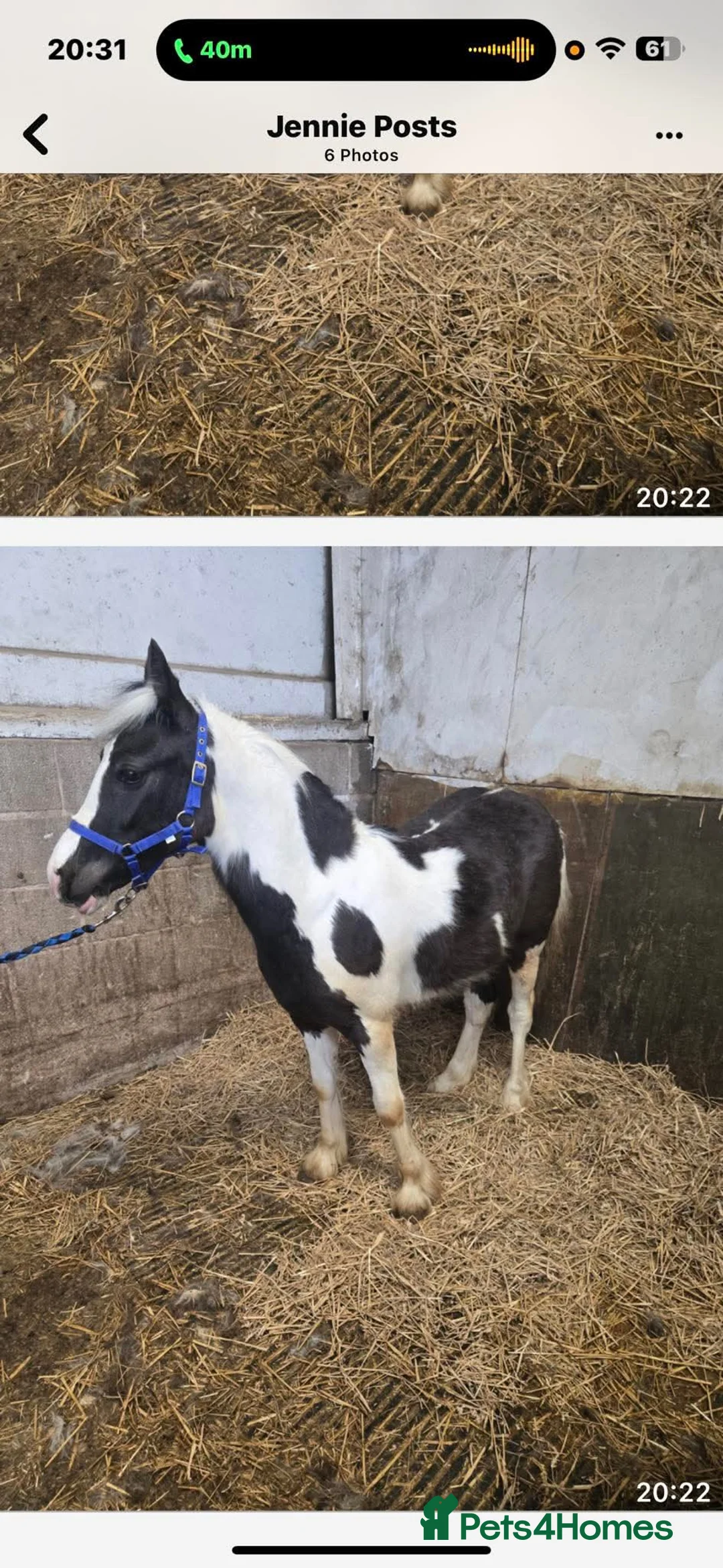 Irish Cob horses for sale: Stowaway stable name Rufus in Manchester - Advert 1