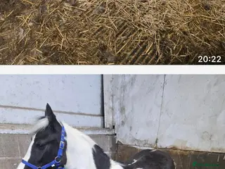 Irish Cob horses Stowaway stable name Rufus - Advert 1
