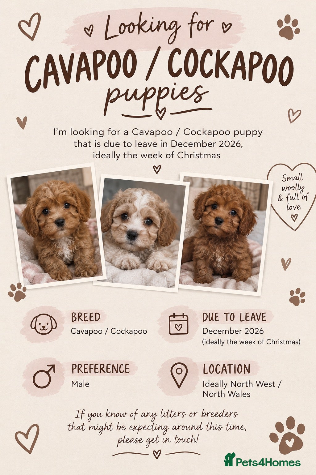 Mixed Breed dogs waitlists for cockas / cavas  - Advert 1