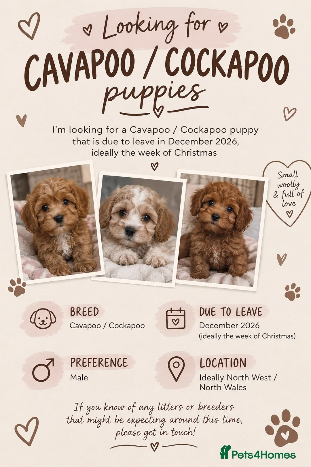 Mixed Breed dogs for sale: waitlists for cockas / cavas  in Ellesmere Port - Advert 1