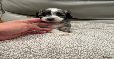 Maltipoo dogs - Advert 15