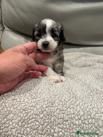 Maltipoo dogs - Advert 3