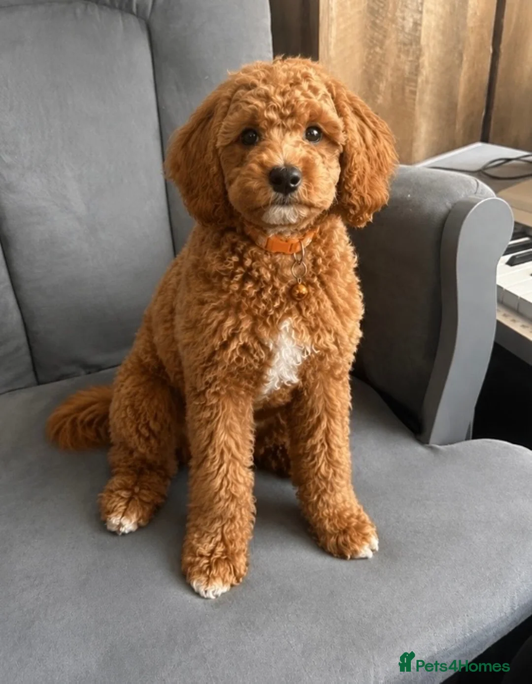 Cavapoo dogs for sale: Our Cavapoo Apricot  in London - Advert 2