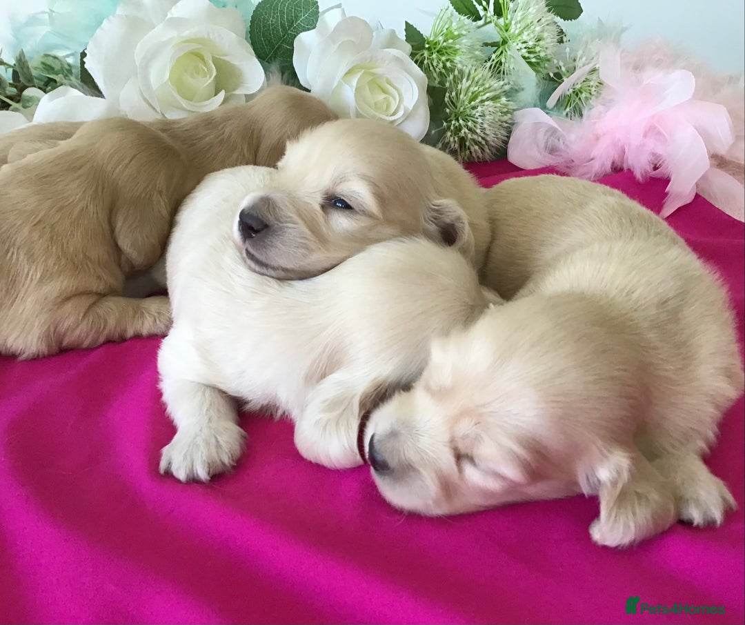 Miniature Dachshund dogs for sale: K.C Registered L/H Dachshund  - Image 3