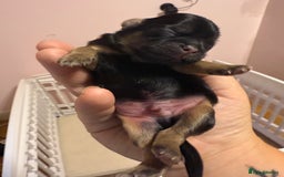 Shih Tzu dogs for sale: Imperial shih tzu boys  - Image 2
